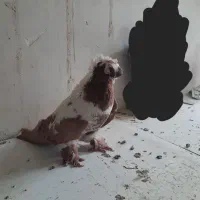 ککیلی گویچک نر