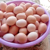 واگذاری مرغداری تخم مرغ محلی