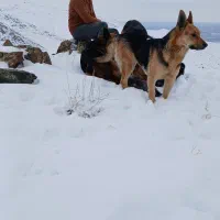 سه عدد سگ ژمن در حوالی پیرموسی ،زیوه وفیرورق گم شد