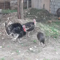 بوقلمون|حیوانات مزرعه|گتوند, |دیوار