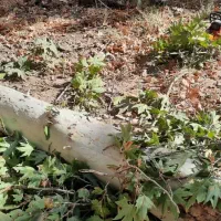 خریدار چوب بری نظامی خرید در محل با تجهیزات کامل..|خدمات باغبانی و درختکاری|مشکین‌دشت, |دیوار