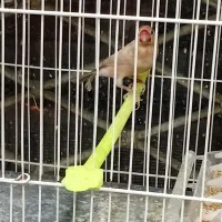 جغدی مرغ عشق انگلیسینرگسی شکلاتی چشم فالو