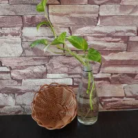 سبد|ظروف نگهدارنده، پلاستیکی، یک‌بارمصرف|میبد, |دیوار