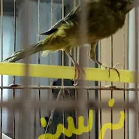 قناری سرخ مست|پرنده|شیراز, جانبازان|دیوار