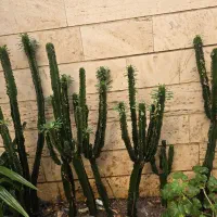 افوربیا چند سر|گل و گیاه طبیعی|تهران, سلسبیل شمالی|دیوار