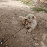 پاکوتاه پشمالو|سگ|گنبد کاووس, |دیوار