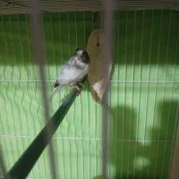 قناری نروماده|پرنده|مشهد, شهرک امام هادی (شهرک غرب)|دیوار