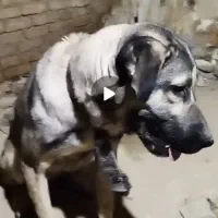 سگ پژدر