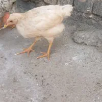 خروس دوماه هست وسالم