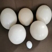 تخم شتر مرغ