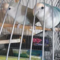 برزیلی با قفس