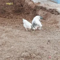 مرغ و تخم مرغ