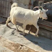 بز جوون دورگ سانن|حیوانات مزرعه|بهبهان, |دیوار