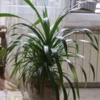 گلدان پاندانوس