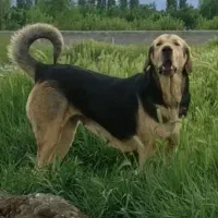 سگ ماچه عراقی درشت