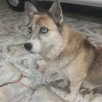 سگ ماده نژاد هاسکی