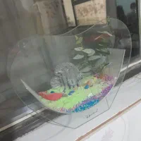 تنگ قلبی زیبا