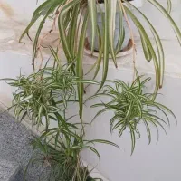 گل گندمی ابلق