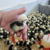 جوجه لهستانی ۱۰ روزه واکسن خورده