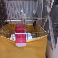 عروس نر و ماده دستی|پرنده|قم, عمار یاسر|دیوار