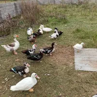 اردک غاز محلی بوقلمون|حیوانات مزرعه|اسالم, |دیوار