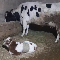 گاو وگوساله سیمیتال قرمز نر