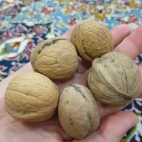 گردو بسیار با کیفیت