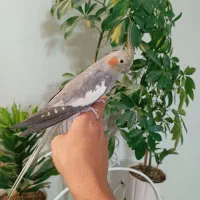 عروس هلندی ماده دستی مست|پرنده|اسلام‌شهر, شهرک سعیدیه|دیوار