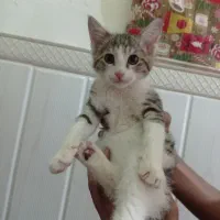 گربه خونگی خوشگل رایگان