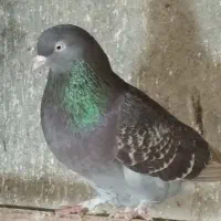 کبوتر|پرنده|رشت, کوی طالقانی|دیوار