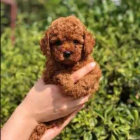 پودل ،گلدن،سگ های اپارتمانی