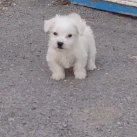 پاکوتاه شیتزو جنسیت نر