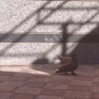 گلی و زرد دم سفید|پرنده|کرمان, |دیوار