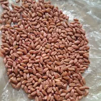 گندم|خدمات باغبانی و درختکاری|گرمی, |دیوار