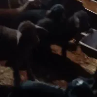 فروش بره|حیوانات مزرعه|اردبیل, |دیوار