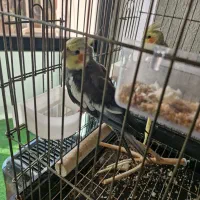 عروس هلتدی نر