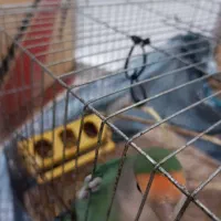 طوطی برزیلی