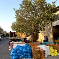 پخش کشمش حلوایی بیدانه مویز پلویی آفتاب خشک فخری