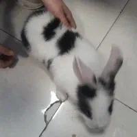 خرگوش خانگی بدون کوچکترین اذیت وآزار