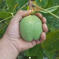 فروش انواع نهال گردو مرغوب کاغذی با قیمت مناسب|خدمات باغبانی و درختکاری|بوکان, |دیوار