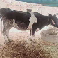 گاو دورگه