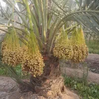 نخل برحی یک متری و۱/۵ متر