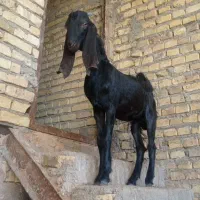 بز پاکستانی