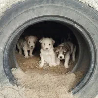 واگذاری سگ و توله