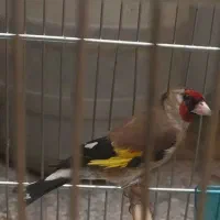 سهره داغ سر رسمی قرص بخون