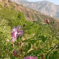 تدریس خصوصی