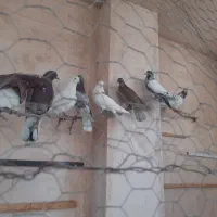 کبوتر کاشانی سرخ کله ای