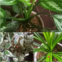 قرص کود ارگانیک ۲۵۰|گل و گیاه طبیعی|امیدیه, |دیوار