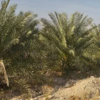 اجاره چاه کشاورزی با ۱۴ هکتار زمین مرغوب