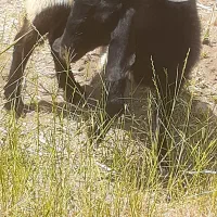 گوسفند نرو ماده